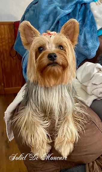 Old fashion yorkshire terrier